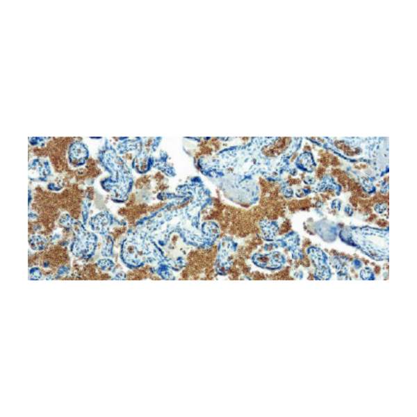 Glycophorin A