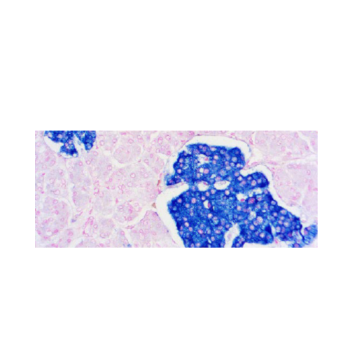 Synaptophysin (SP11) Synaptophysin (SP11)