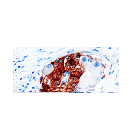 Synaptophysin (SYP02) Synaptophysin (SYP02)