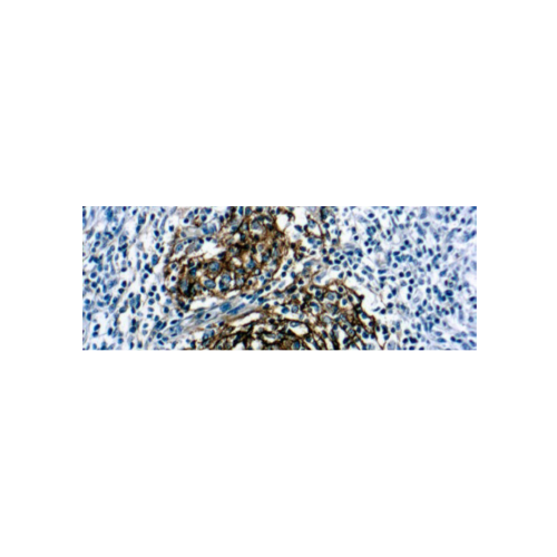 CD21, B cell (1F8)