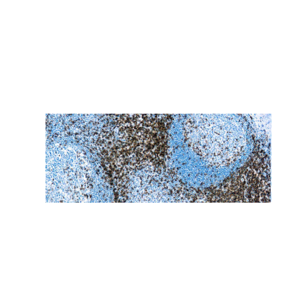 CD3 (LN10) CD3 (LN10)