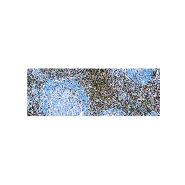 CD3 (SP7)