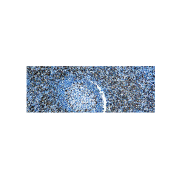 CD43, Célula T CD43, Célula T