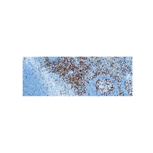 CD45RO, Célula T CD45RO, Célula T