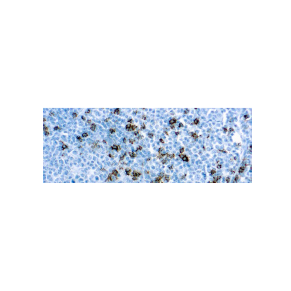 CD8 (SP16) CD8 (SP16)