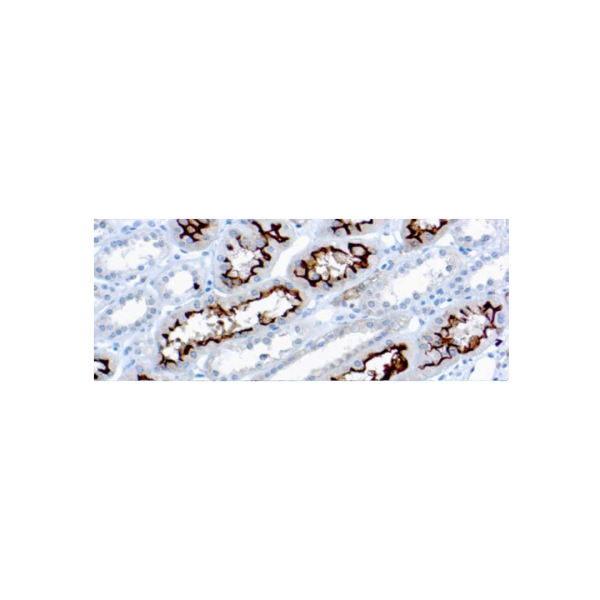 Ezrinp81Cytovillin