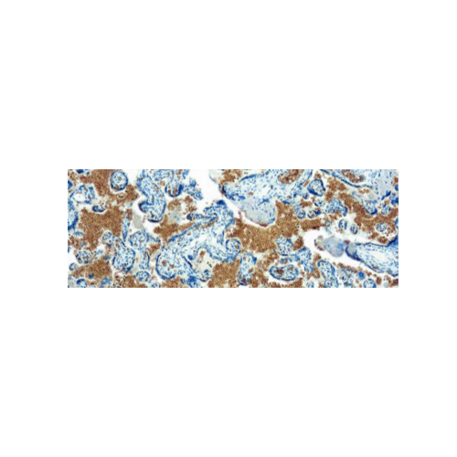 Glicoforina A Glicoforina A
