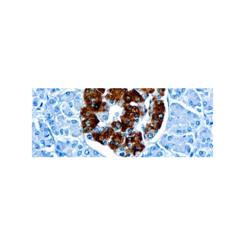 Insulin (K36aC10) Insulin (K36aC10)