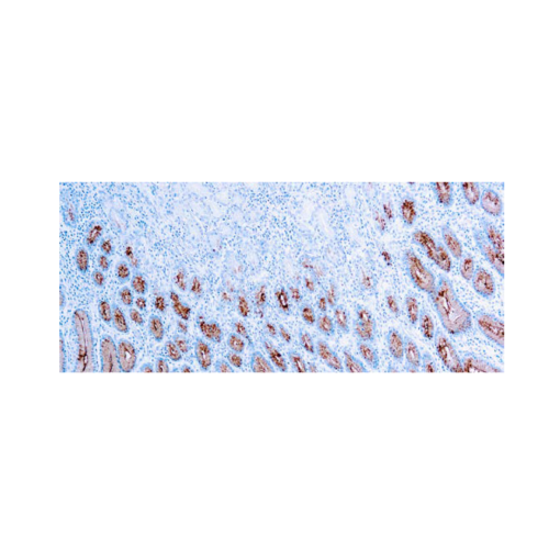 Mucin 5ACGastric Mucin Mucin 5ACGastric Mucin