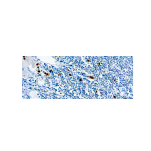 Myeloperoxidase (59A5) Myeloperoxidase (59A5)