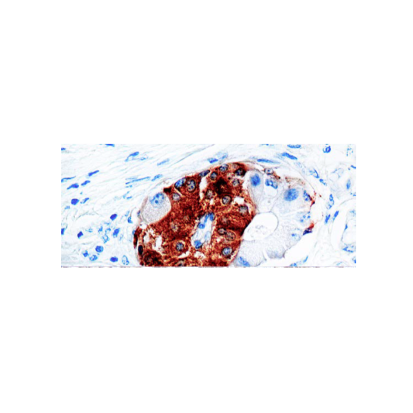 Synaptophysin (SYP02) Synaptophysin (SYP02)
